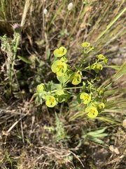 Euphorbia