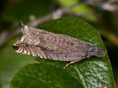 Ancylis unguicella
