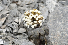 Notothlaspi rosulatum