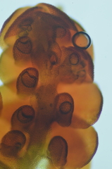 Frullania californica