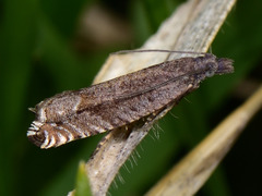 Ancylis unguicella