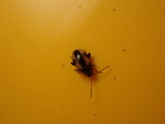 Phyllotreta ochripes