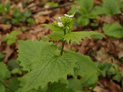 Phyllotreta ochripes