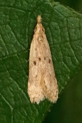 Dichomeris punctipennella