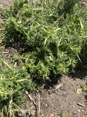 Matricaria discoidea