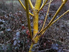 Salix × fragilis vitellina