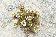 Epilobium pycnostachyum