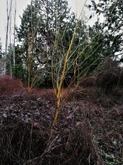 Salix × fragilis vitellina