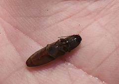 Athous haemorrhoidalis