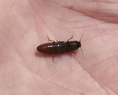 Athous haemorrhoidalis