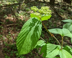 Viburnum wrightii