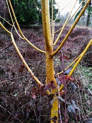 Salix × fragilis vitellina