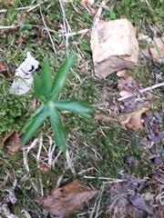 Ranunculus platanifolius