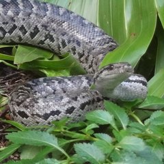 Chilabothrus strigilatus