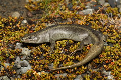 Oligosoma waimatense