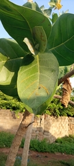 Calotropis procera