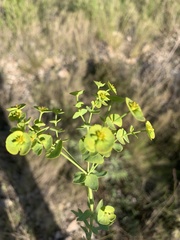 Euphorbia