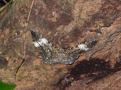 Amblychia hymenaria