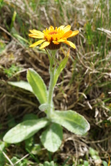 Tephroseris integrifolia capitata