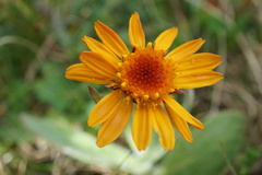 Tephroseris integrifolia capitata