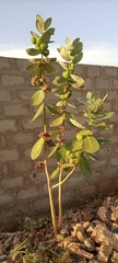 Calotropis procera image