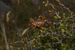 Hemideina ricta
