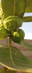 Angiospermae
