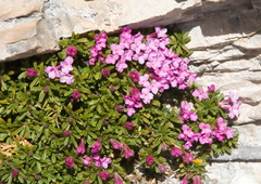 Daphne petraea