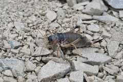 Deinacrida connectens