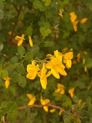Cytisophyllum sessilifolium