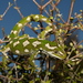 Jewelled Gecko - Photo (c) Ben Weatherley, some rights reserved (CC BY-NC)