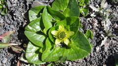Caltha sagittata