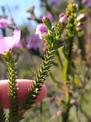 Lavoisiera imbricata