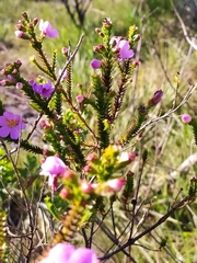 Lavoisiera imbricata