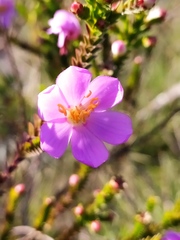 Lavoisiera imbricata