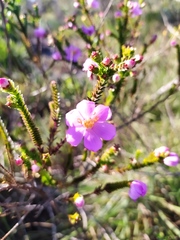 Lavoisiera imbricata
