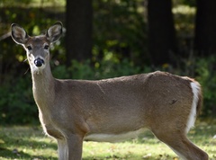 Odocoileus virginianus