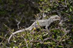 Naultinus gemmeus
