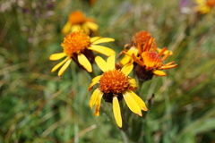 Tephroseris integrifolia capitata