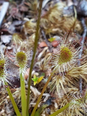 Drosera stenopetala