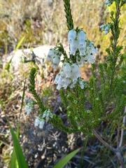 Erica physodes