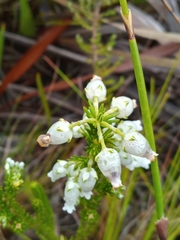 Erica physodes