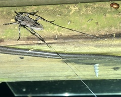 Acanthocinus nodosus