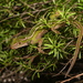 New Zealand Green Geckos - Photo (c) Ben Weatherley, some rights reserved (CC BY-NC), uploaded by Ben Weatherley