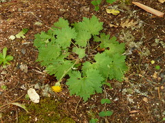 Cacaliopsis nardosmia