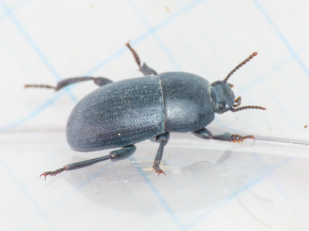 Pedinus meridianus