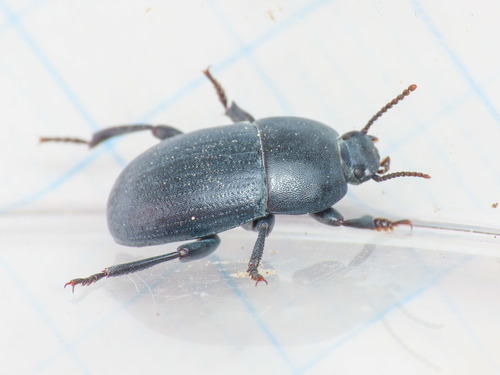 Pedinus meridianus