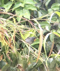 Sporophila intermedia