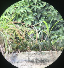 Sporophila intermedia