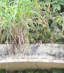 Sporophila intermedia